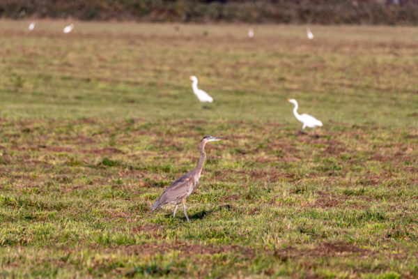 Kanadareiher [Ardea herodias]