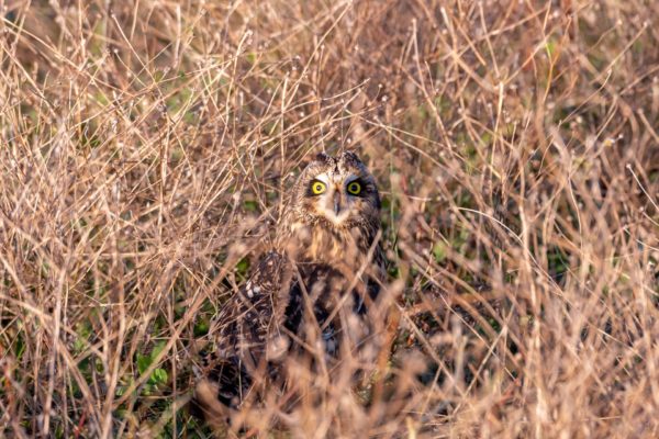 Sumpfohreule, Short-eared Owel [Asio flammeus]