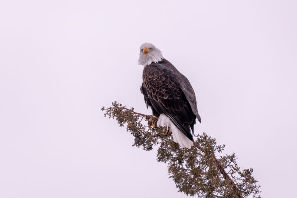 Weisskopfseeadler [Haliaeetus leucocephalus]