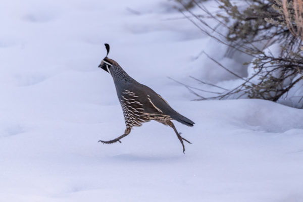 California Quail [Callipepla californica]