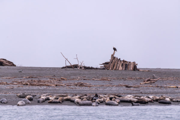 Seehunde und ein Weisskopfseeadler