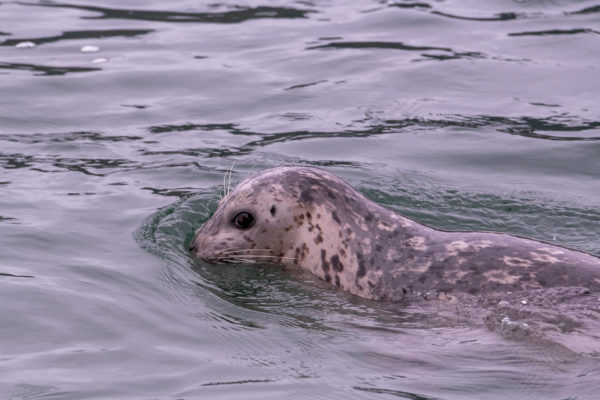 Seehund [Phoca vitulina]