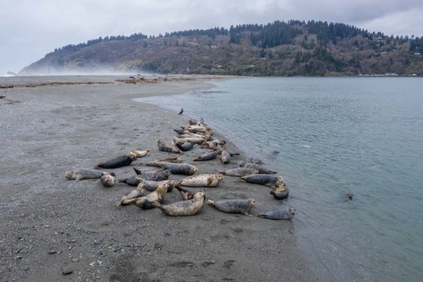 Seehund [Phoca vitulina] bei der Mittagpause