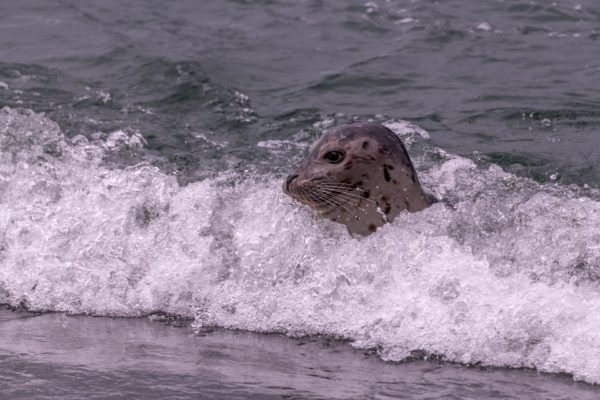 Seehund [Phoca vitulina]