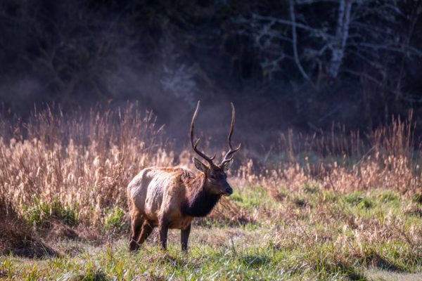 Rothirsch [Cervus elaphus]