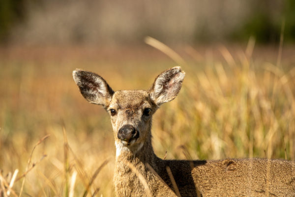 Maultierhirsch [Odocoileus hemionus]