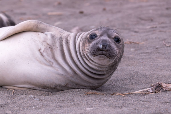 Seehund [Phoca vitulina]