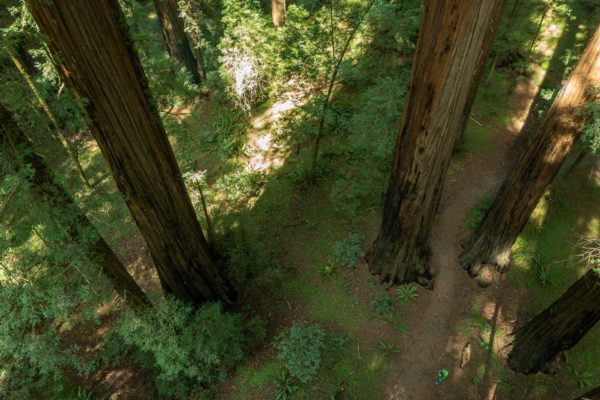 Avenue of the Giants