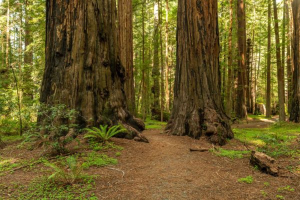 Avenue of the Giants