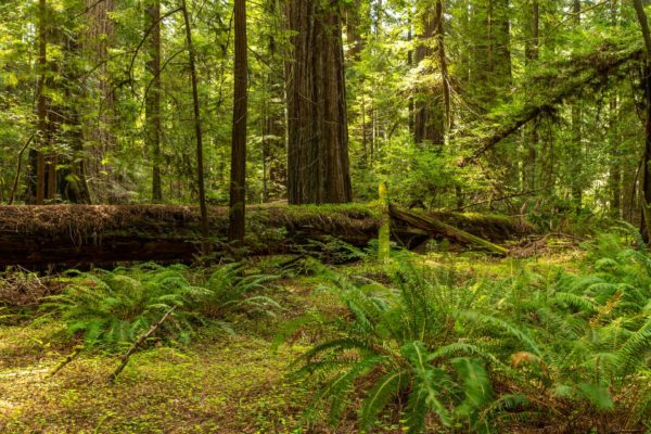 Avenue of the Giants