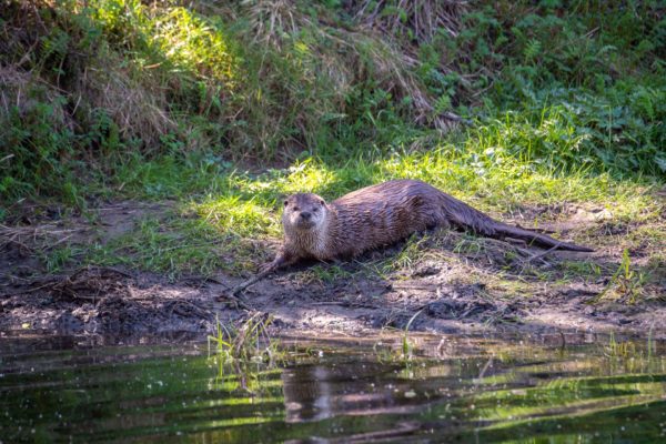 Fischotter [Lontra canadensis]