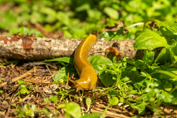 Banana Slug [Ariolimax columbianus]