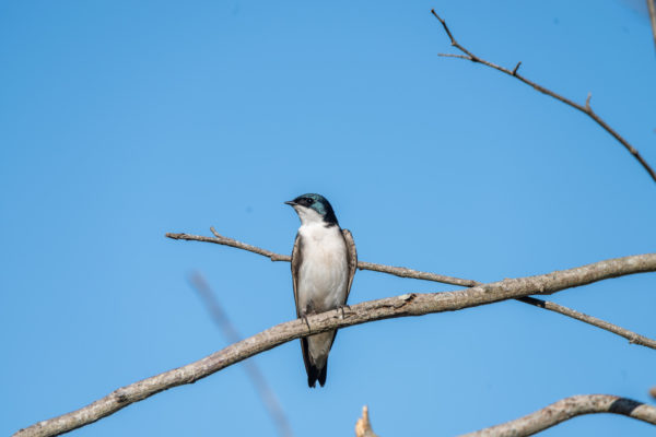 Sumpfschwalbe [Tachycineta bicolor]