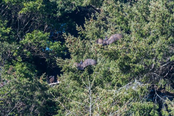 Truhthangeier [Cathartes aura] am Flügel trocknen