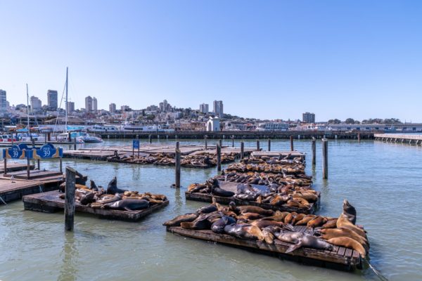 Pier 39