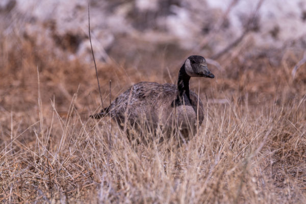 Kanadagans [Branta canadensis]