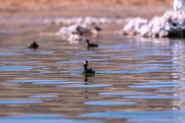 Schwarzhalstaucher [Podiceps nigricollis]