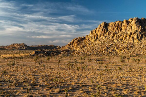 Joshua Tree Nationalpark