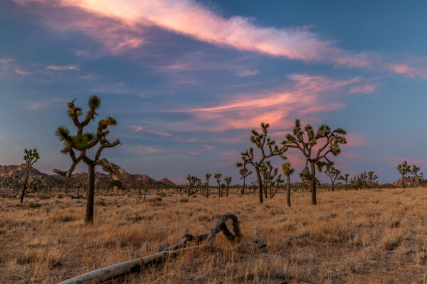 Joshua Tree Nationalpark