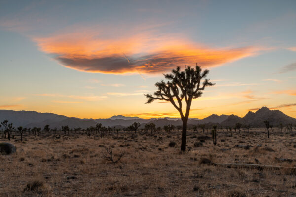 Joshua Tree Nationalpark