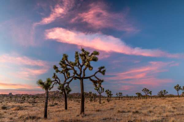 Joshua Tree Nationalpark