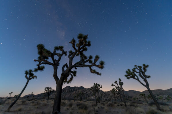 Milchstrasse über dem Joshua Tree Nationalpark