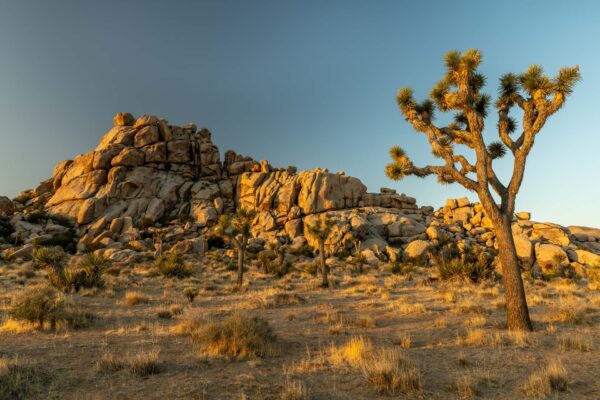 Joshua Tree Nationalpark