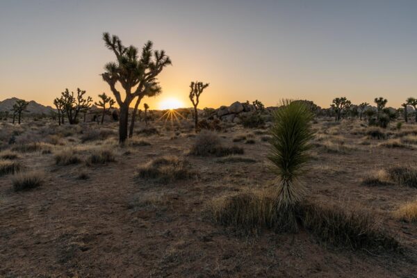 Joshua Tree Nationalpark