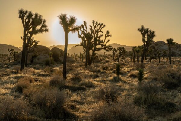 Joshua Tree Nationalpark