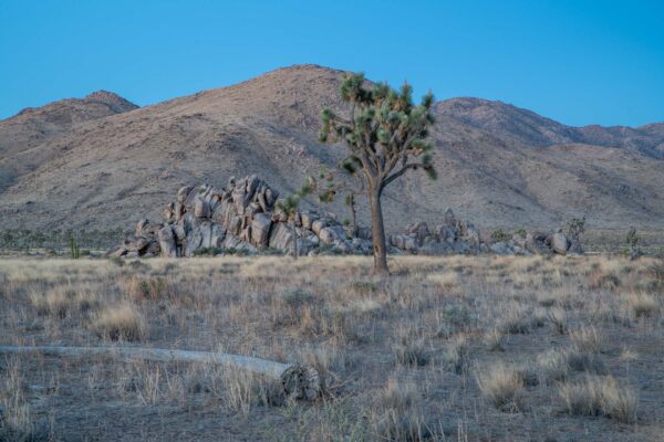 Joshua Tree Nationalpark