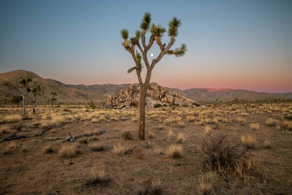 Joshua Tree Nationalpark