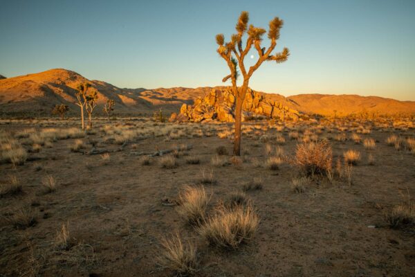 Joshua Tree Nationalpark