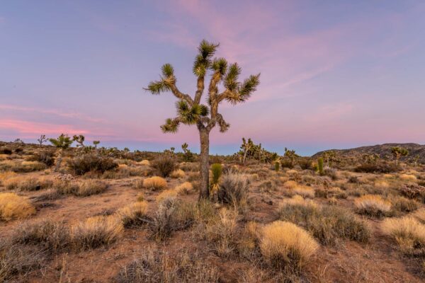 Joshua Trees