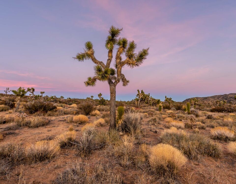 Joshua Trees