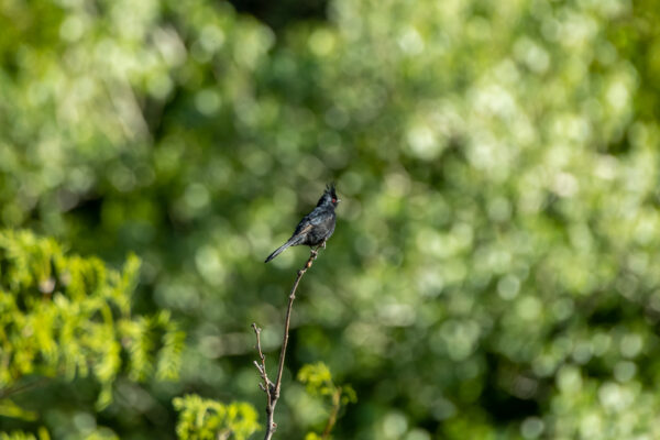 Trauerseidenschnäpper [Phainopepla nitens]