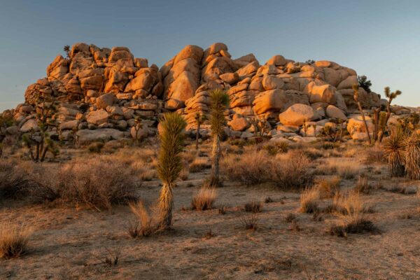 Joshua Tree Nationalpark