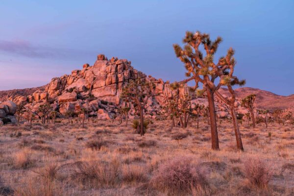 Joshua Tree Nationalpark