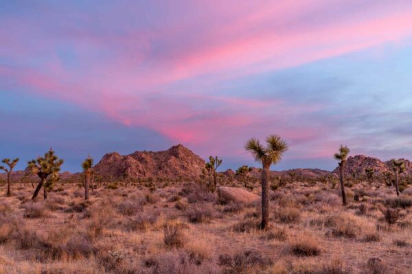 Joshua Tree Nationalpark