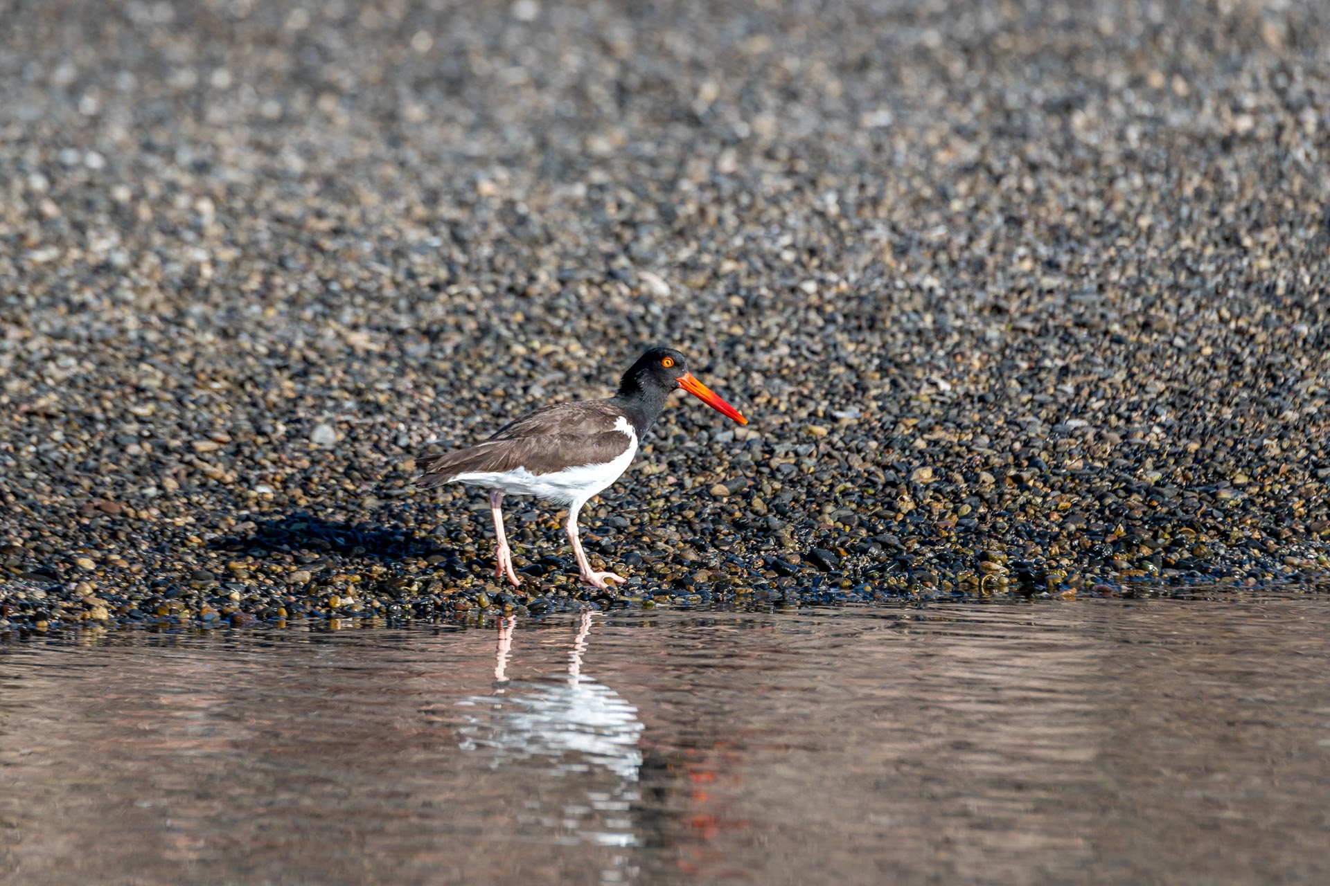 Braunmantel-Austernfischer [Haematopus palliatus]