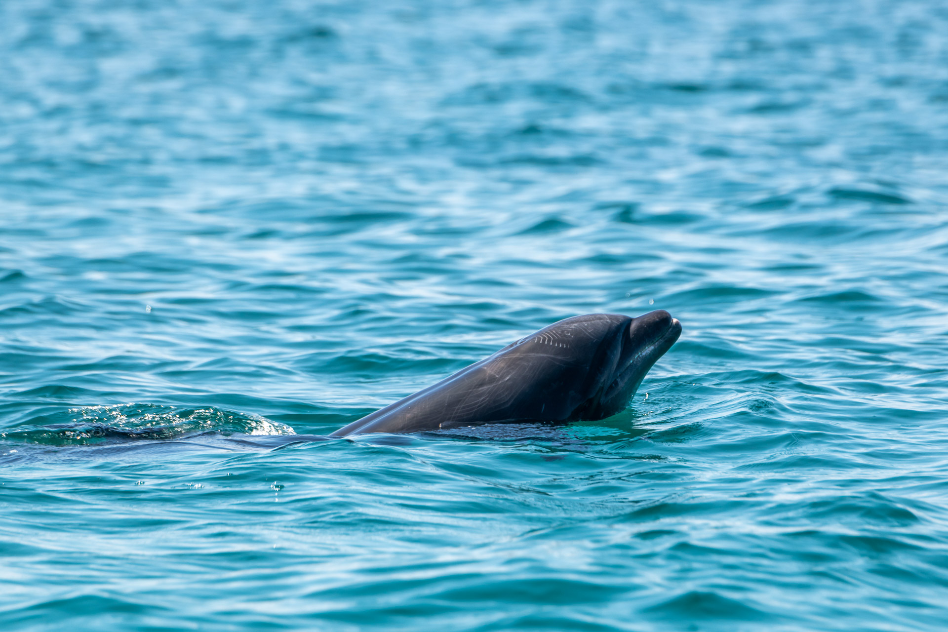 Großer Tümmler [Tursiops truncatus]