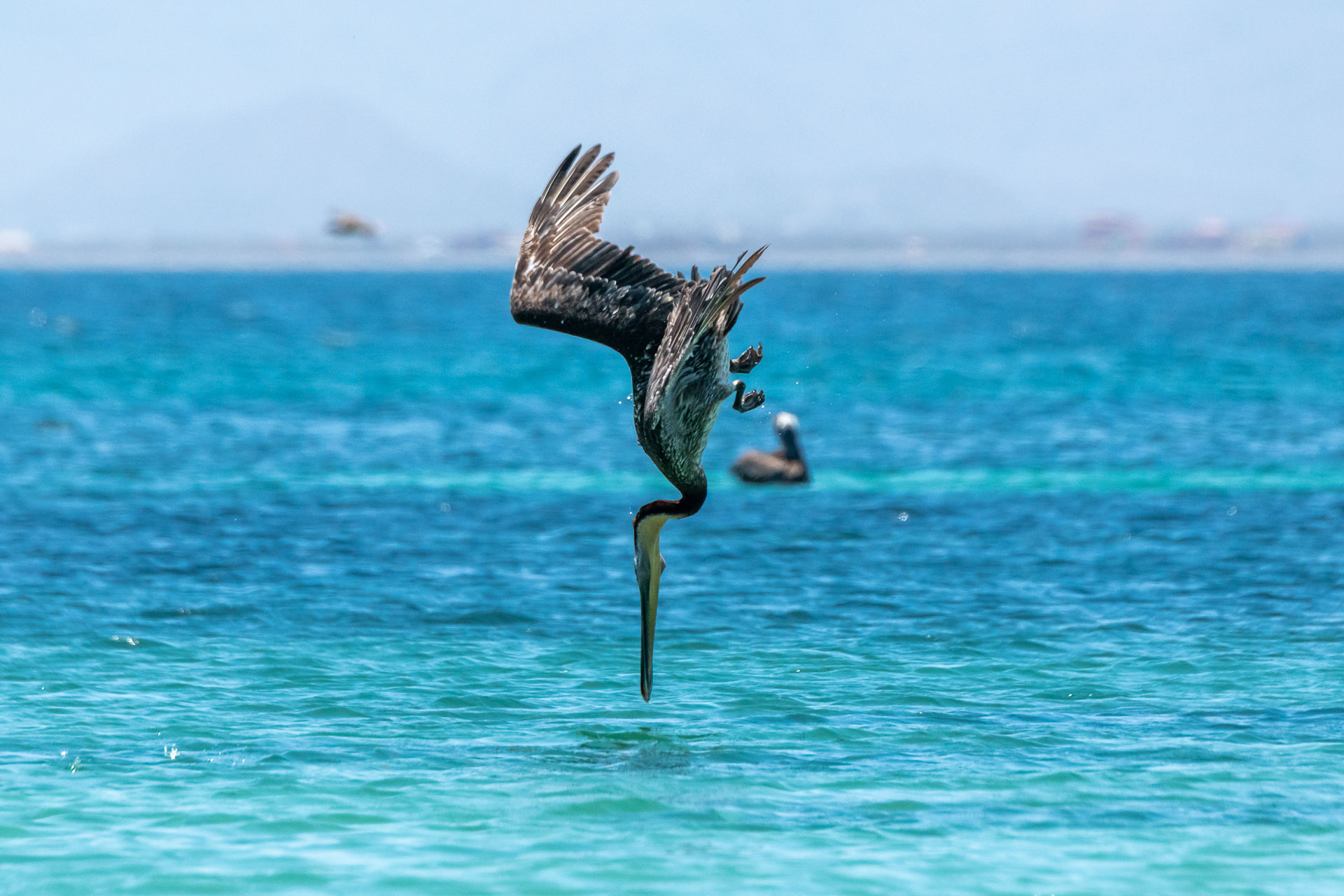 Braunpelikan [Pelecanus occidentalis]