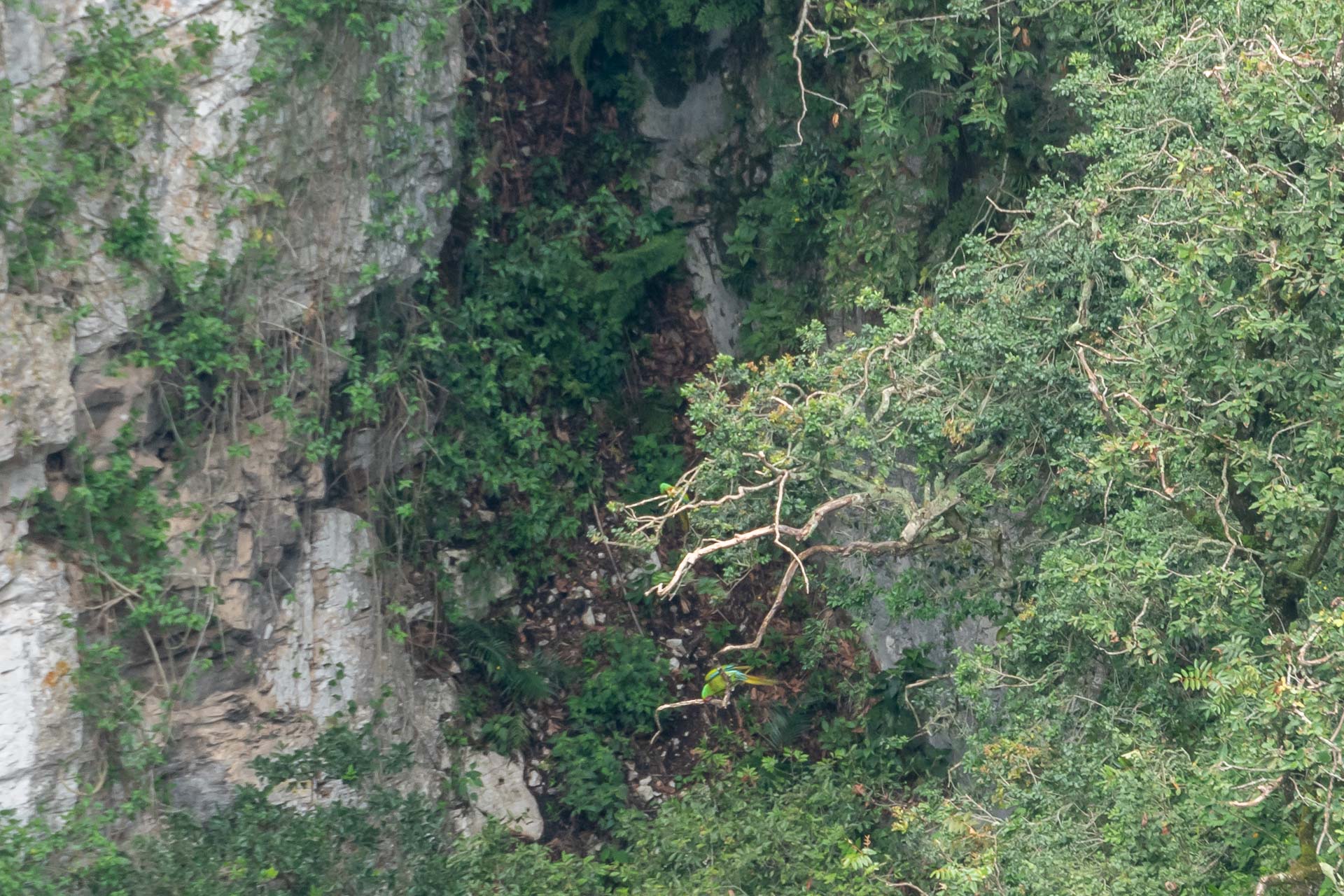 Die grünen Aras in der Sótano del Barro