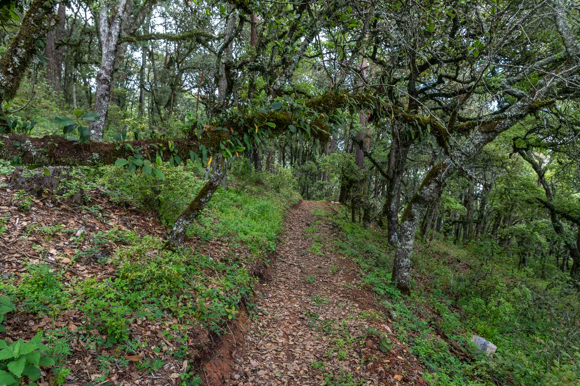 Der Weg zum Aussichtspunkt der Familie Eden.