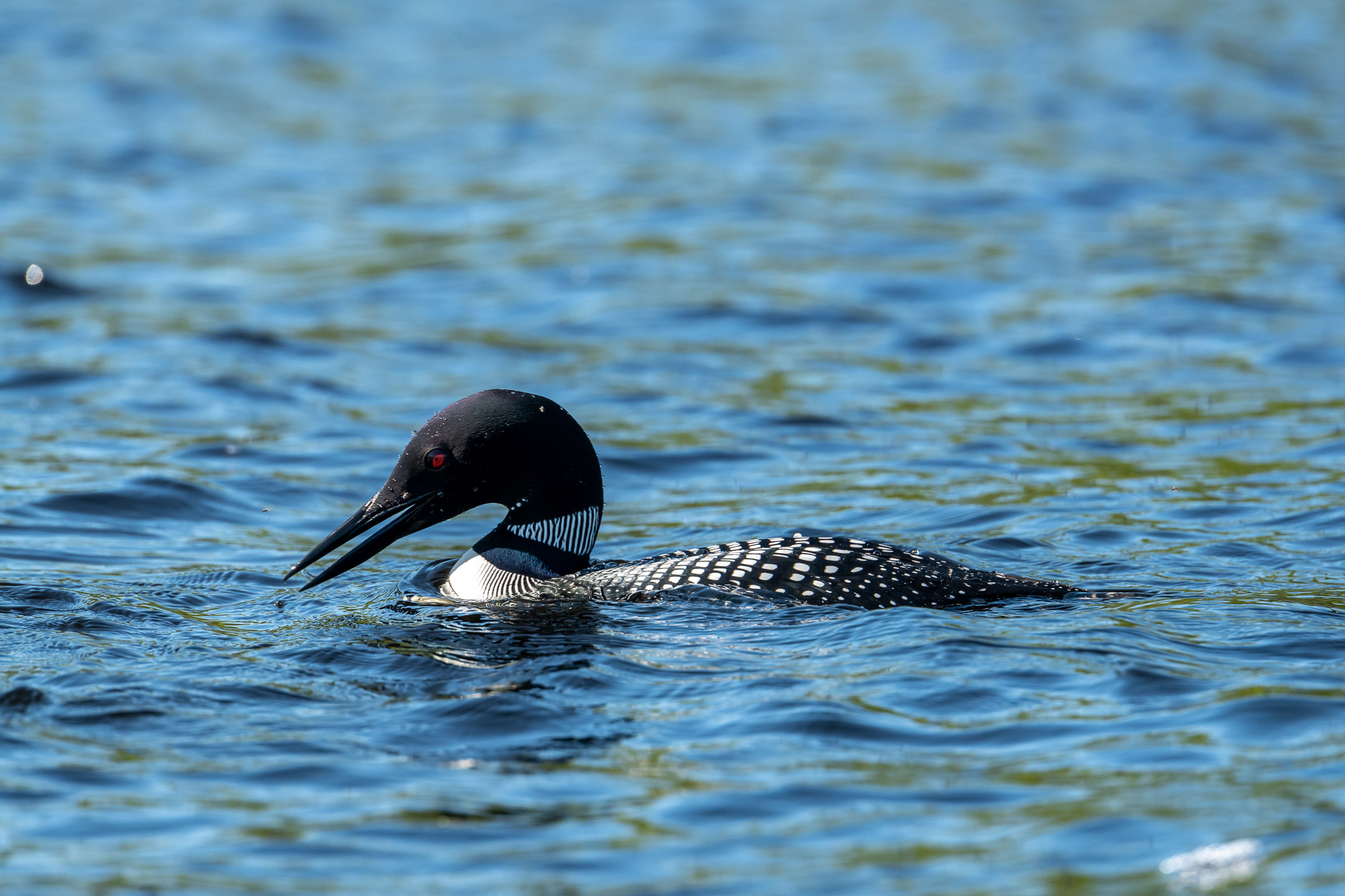 Common Loon [Gavia immer]