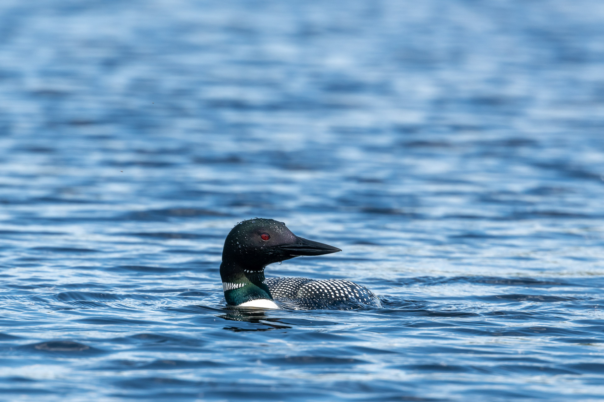 Common Loon [Gavia immer]