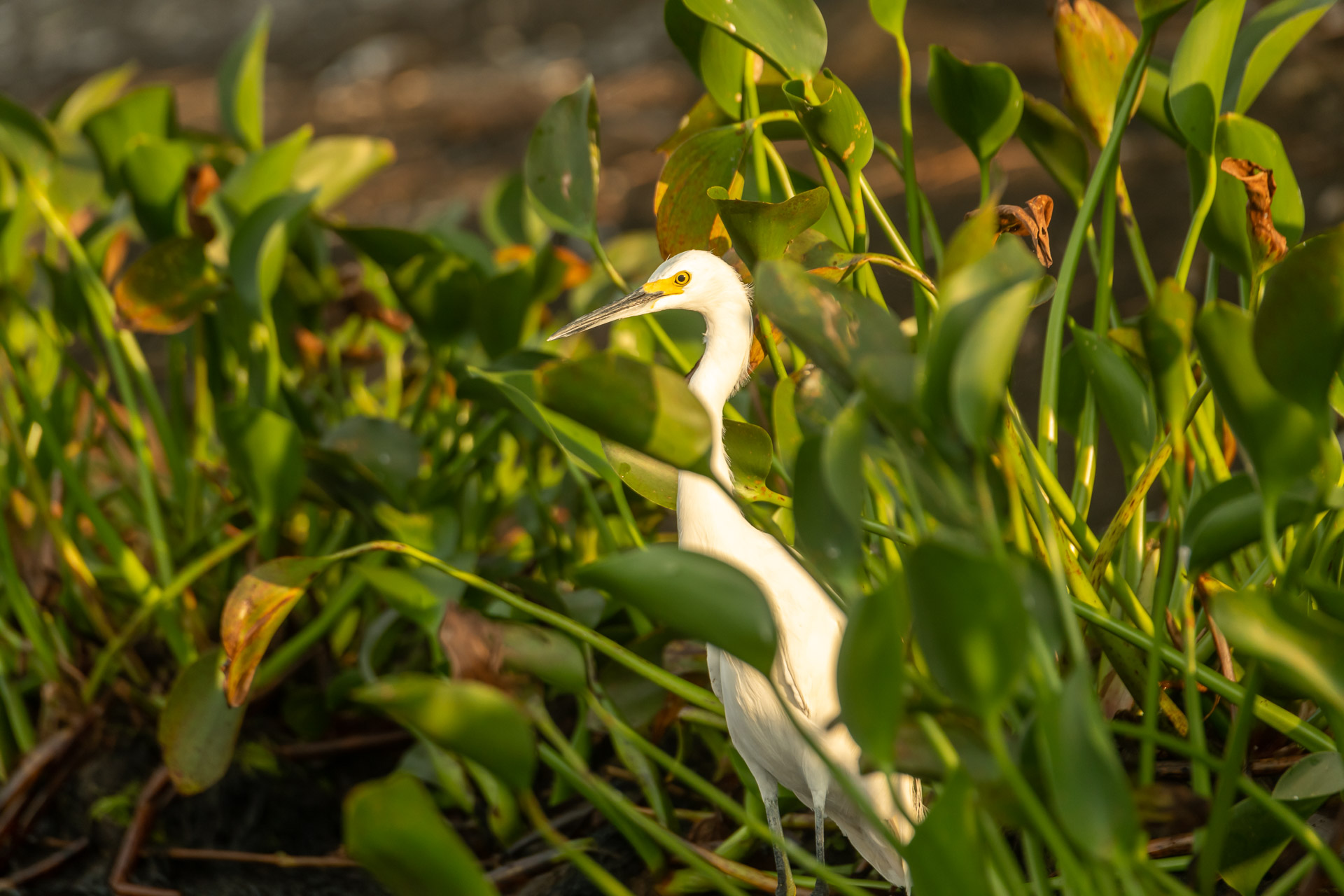 Silberreiher [Ardea alba]