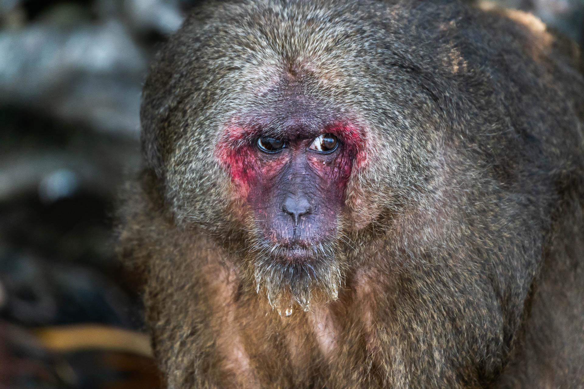 Bärenmakak [Macaca arctoides]