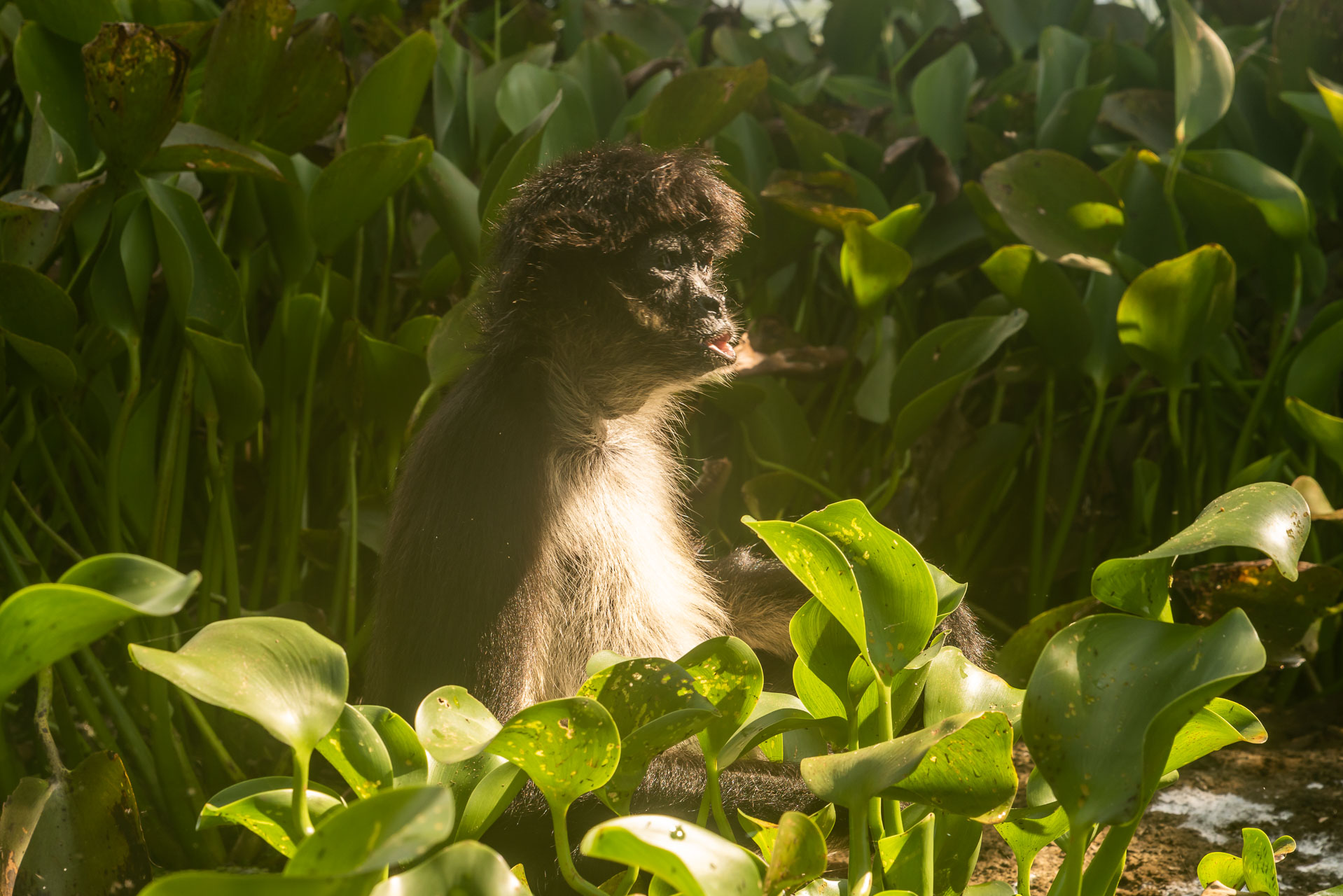 Geoffroy-Klammeraffe [Ateles geoffroyi]