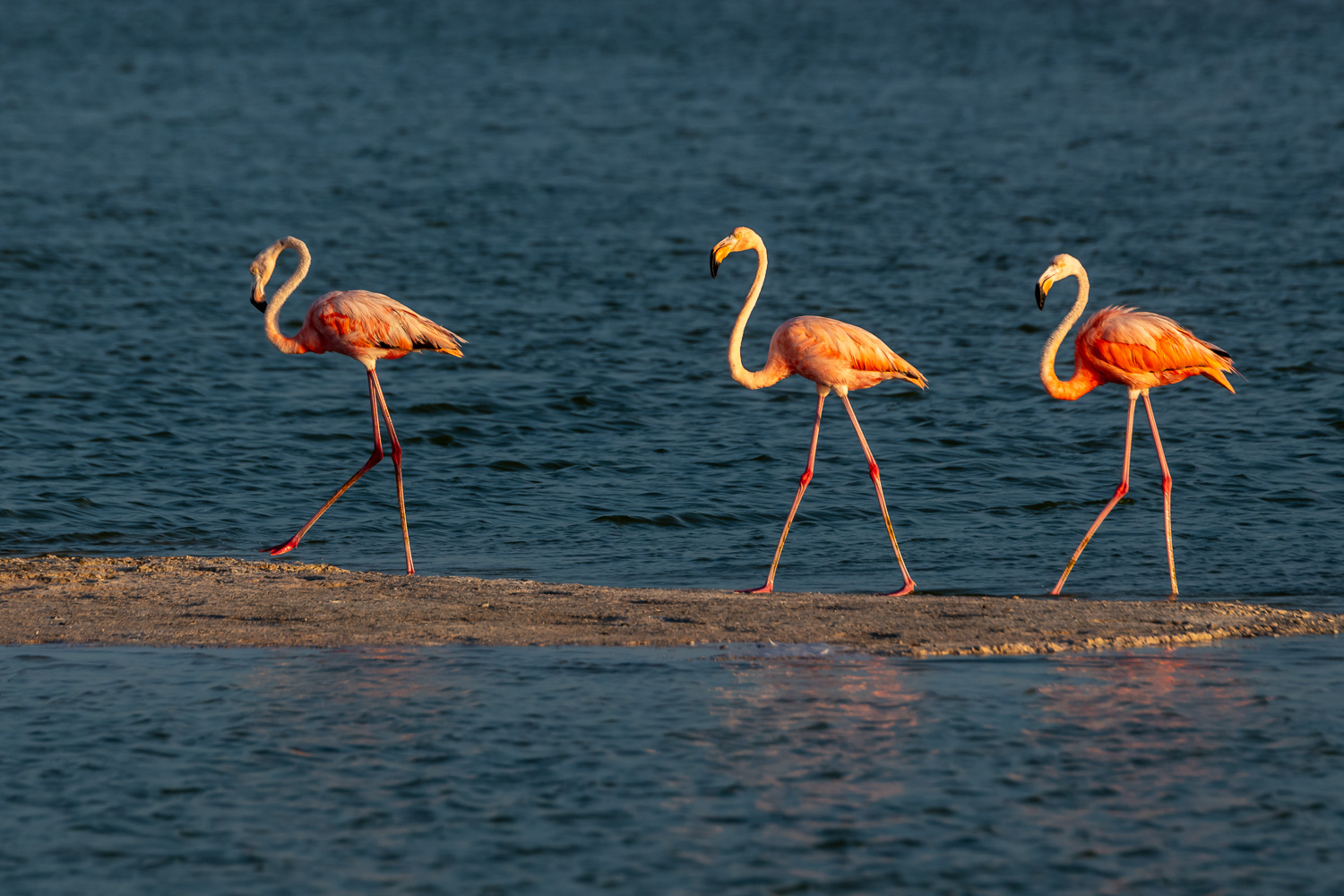 Kubaflamingo [Phoenicopterus ruber]