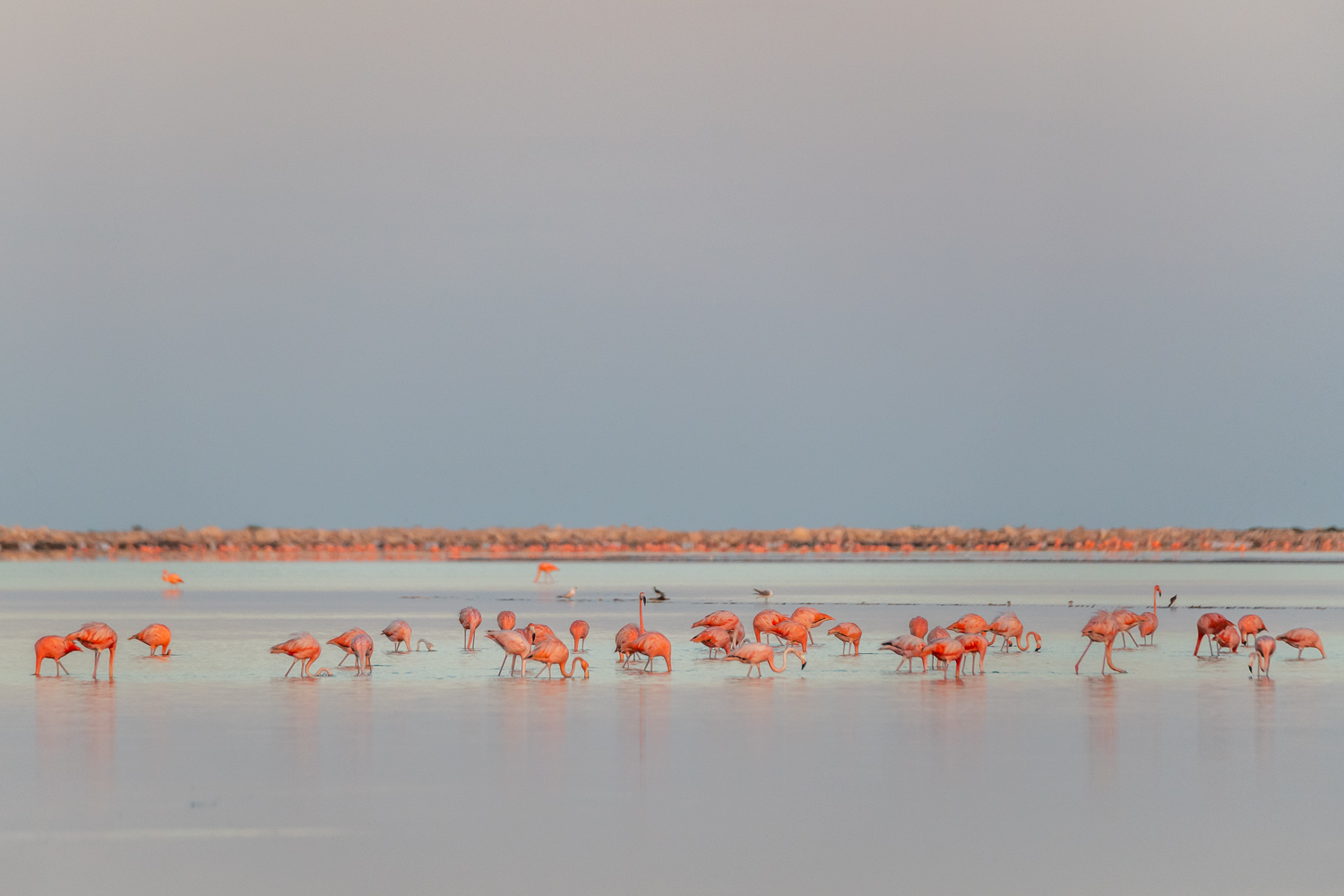 Kubaflamingo [Phoenicopterus ruber]
